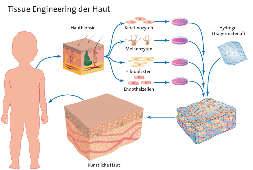 Schematic representation of artificially generated skin