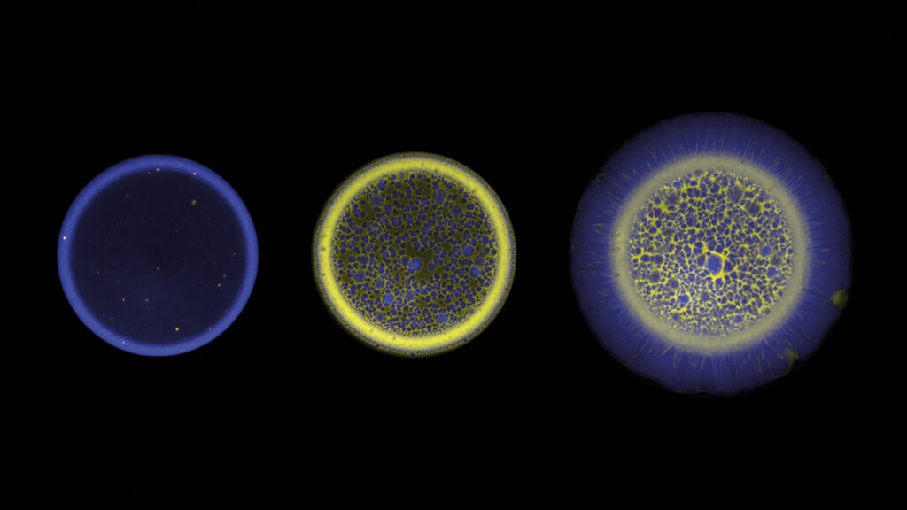 A bacterial colony growing overtime. The population is composed of two strains, blue and yellow, that can only grow when they are cultured together as they need to exchange amino acids for their survival. Their co-dependency and dynamics of growth lead to a microscopic pattern formation. Courtesy of Estelle Pignon and Yolanda Schaerli (University of Lausanne).