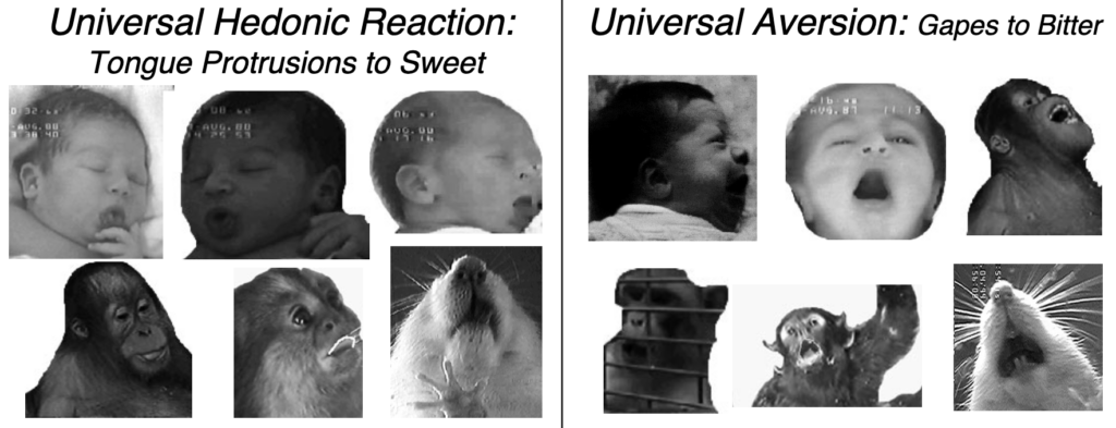 Image taken from: Berridge, K. C. (2000). Measuring hedonic impact in animals and infants: microstructure of affective taste reactivity patterns. Neuroscience and biobehavioral reviews, 24(2), 173-198. doi:10.1016/s0149-7634(99)00072-x