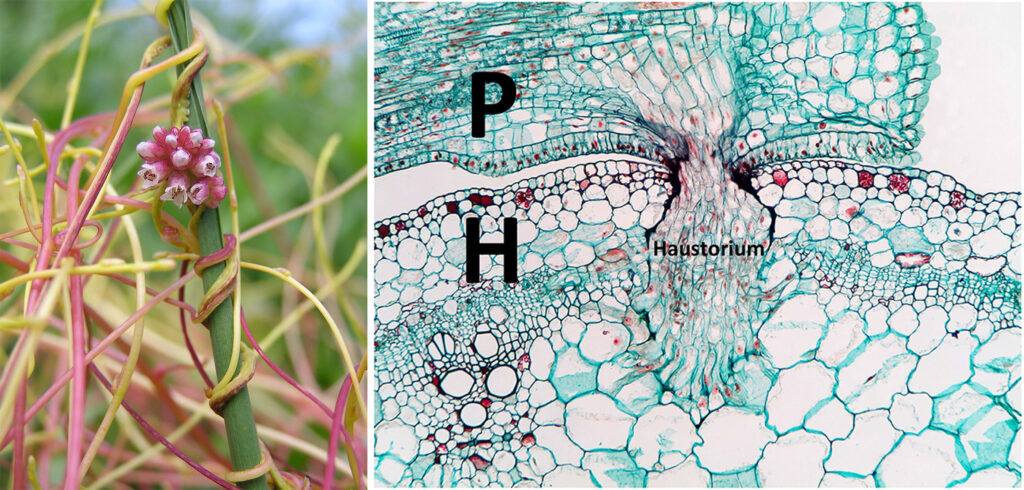Left image: Michael Becker, CC BY-SA 3.0 , via Wikimedia Commons Right image: Johnathan J. Dalzell, Cheating Beats Competing, For Parasitic Cuscuta Plants , via Frontiers