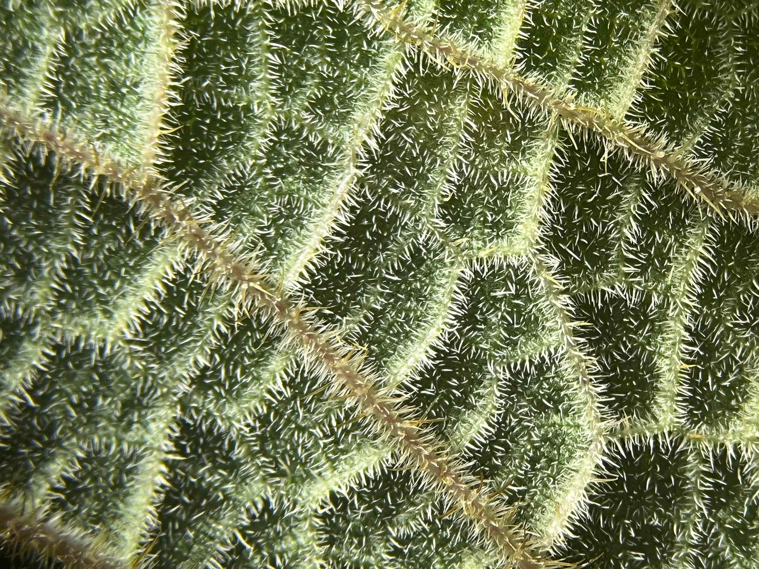 Blattunterseite unter dem Mikroskop