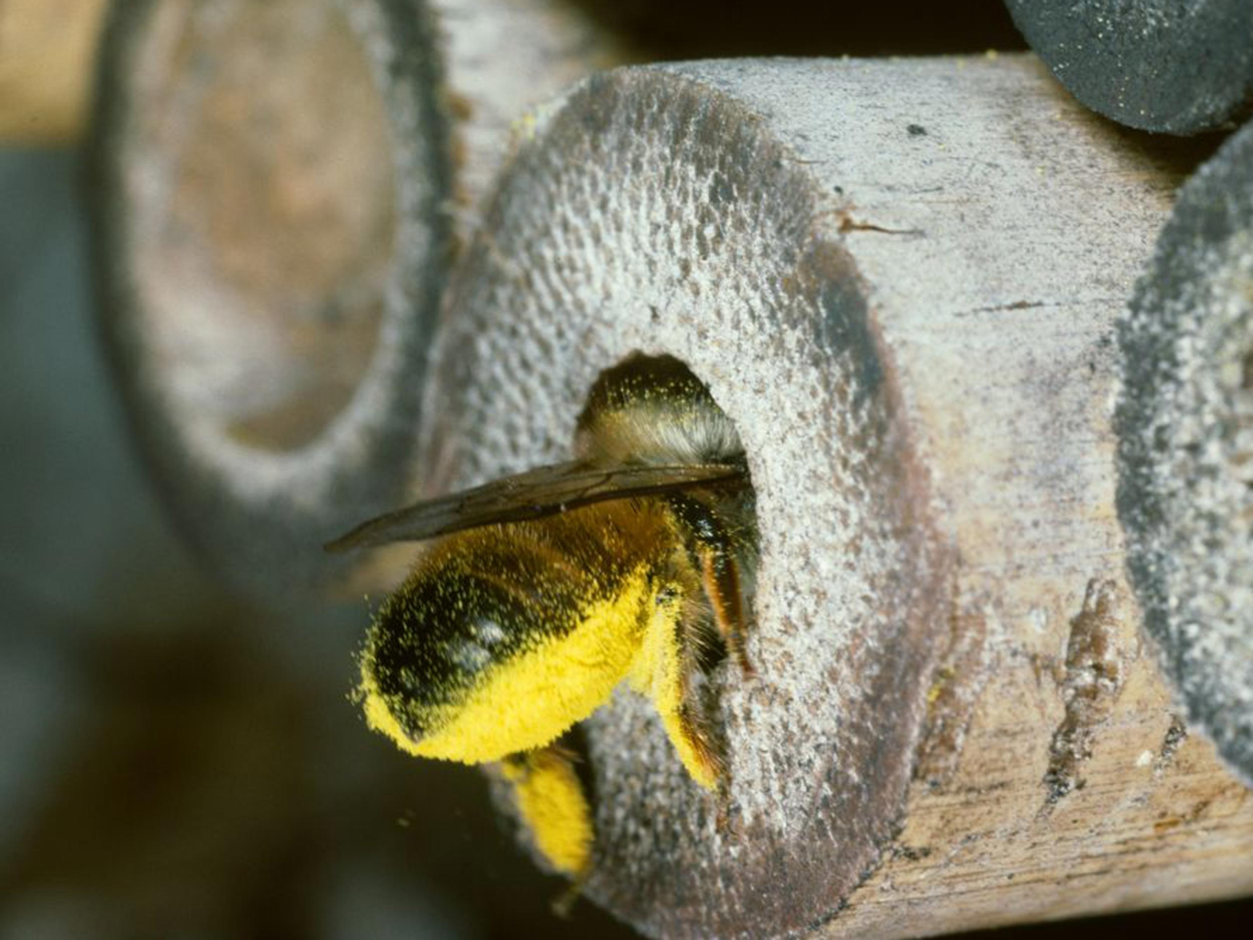 Bienen-Weibchen trägt Pollen ein